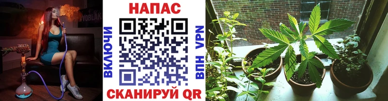 Конопля сатива  закладки  Меленки 